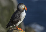 Atlantic Puffin watching sea from the cliff in Iceland
