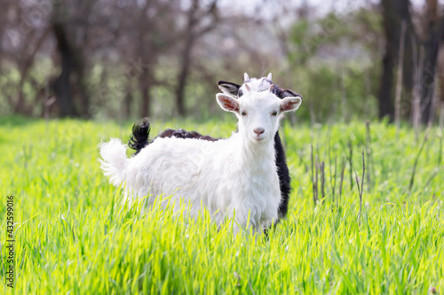 Two baby goats white and black graze in a spring meadow