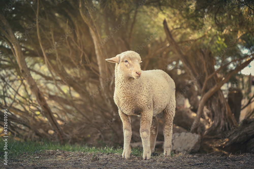 4 month old lamb. Full body shot in garden setting. 4 month old lamb. Full body shot in garden setting.