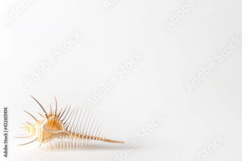 ホネガイの背景　Background of Murex pecten (Venus comb) 