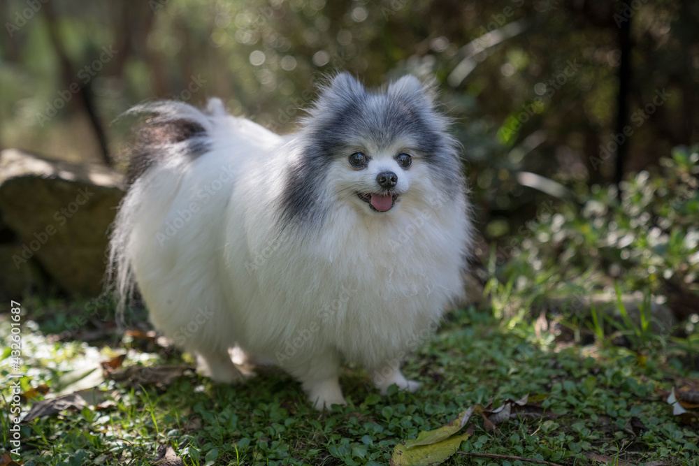 pomeranian black and white, affectionately also known as Pom Poms, are a popular toy breed with a feisty and inquisitive personality. pomeranian black and white, affectionately also known as Pom Poms, are a popular toy breed with a feisty and inquisitive personality.