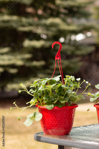 Strawberry hangning basket photo