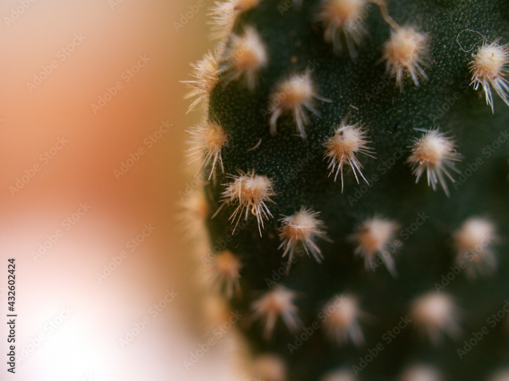 cCloseup cactus Bunny ears , Opuntioideae plants in pot with purple color background, macro image ,soft focus ,sweet color for card design ,close up of cactus cCloseup cactus Bunny ears , Opuntioideae plants in pot with purple color background, macro image ,soft focus ,sweet color for card design ,close up of cactus