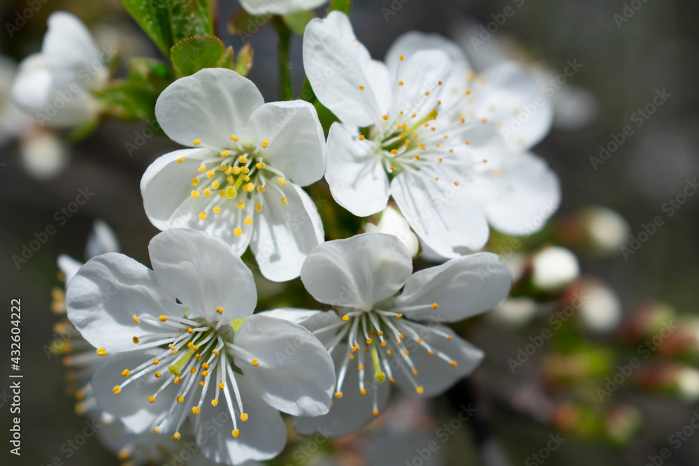 Blooming cherry close-up in the whole frame