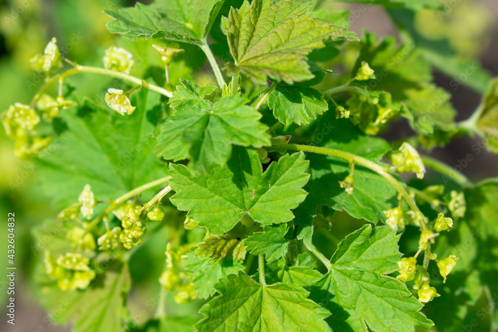 Blooming white currant close up with blurred background Blooming white currant close up with blurred background