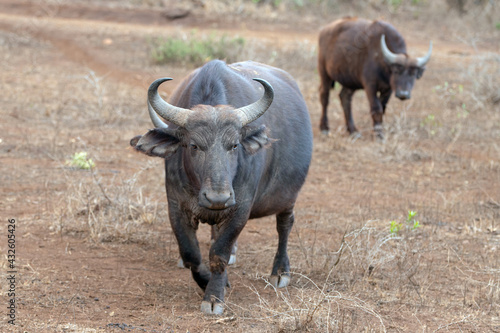 Fototapeta Naklejka Na Ścianę i Meble -  Cape Buffalo cow in South Africa RSA