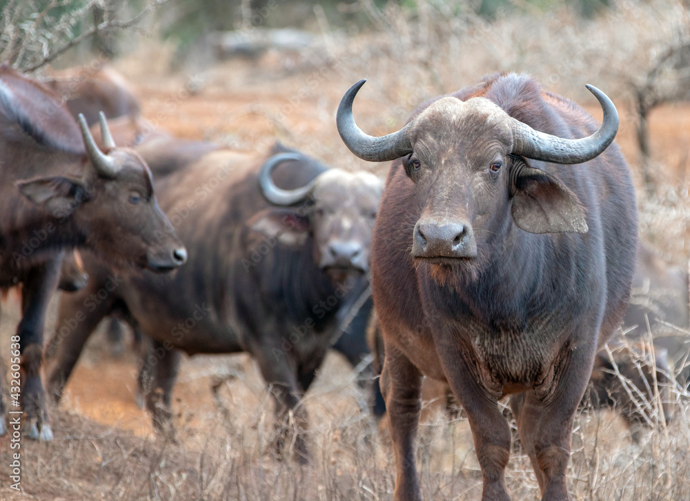 Cape Buffalo female cow in South Africa RSA Cape Buffalo female cow in South Africa RSA
