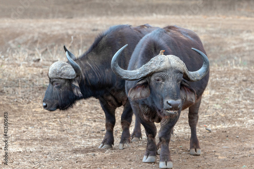 Two Cape Buffalo bulls  syncerus caffer  chewing the cud in South Africa RSA