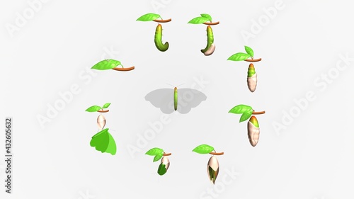 3d illustration of butterfly life cycle.