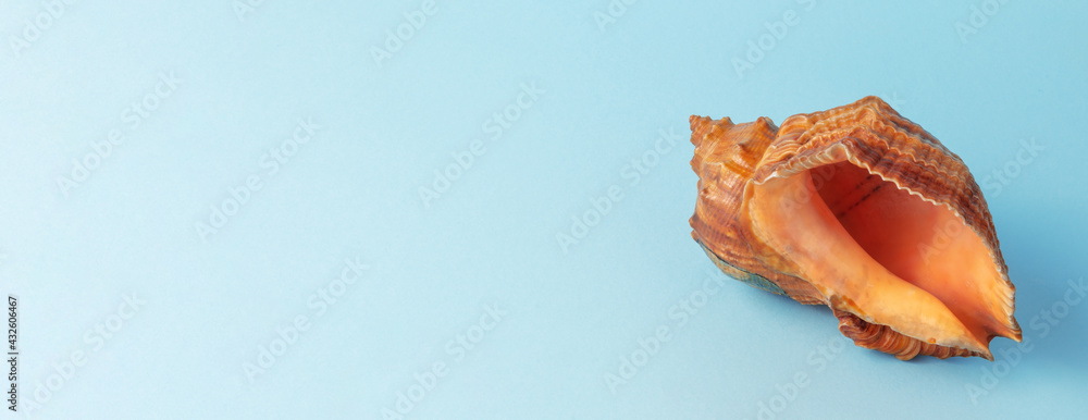 Seashell on Beautiful Background by Color of Calm Sea or Ocean color. Summer, Vacation and Travel Concept photo. Seashell on Beautiful Background by Color of Calm Sea or Ocean color. Summer, Vacation and Travel Concept photo.