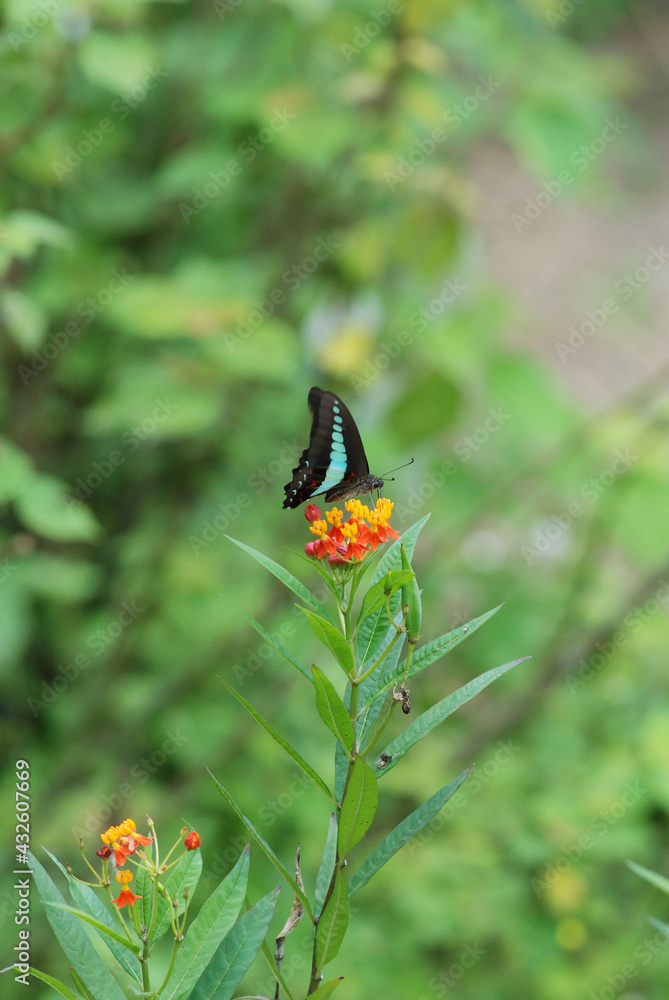 butterfly on a flower