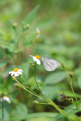 butterfly on a flower