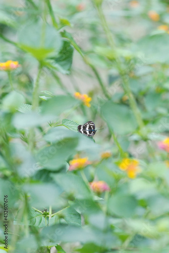 butterfly on a flower
