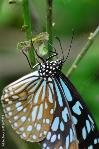 butterfly on leaf