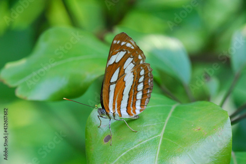 butterfly on leaf