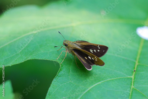 butterfly on leaf