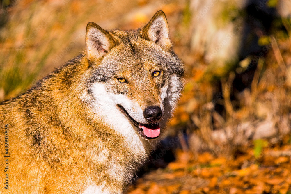 Fototapeta premium Wolf