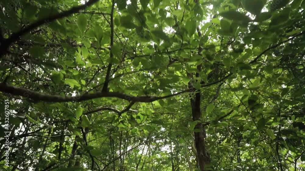 Personal perspective of view (POV) looking up and walking under trees with sun light though green leaves of trees Personal perspective of view (POV) looking up and walking under trees with sun light though green leaves of trees