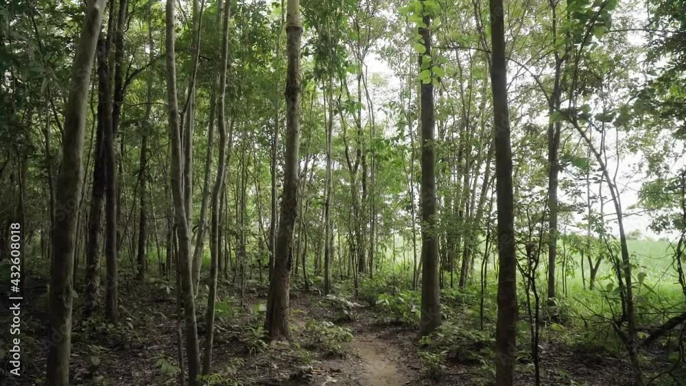 Personal perspective of view (POV) of walking or hiking in forest with tree on both side of path way Personal perspective of view (POV) of walking or hiking in forest with tree on both side of path way