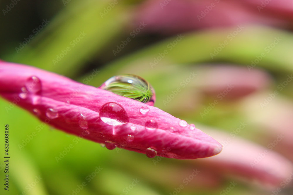 Beautiful water droplets on pink flowers, super macro Beautiful water droplets on pink flowers, super macro
