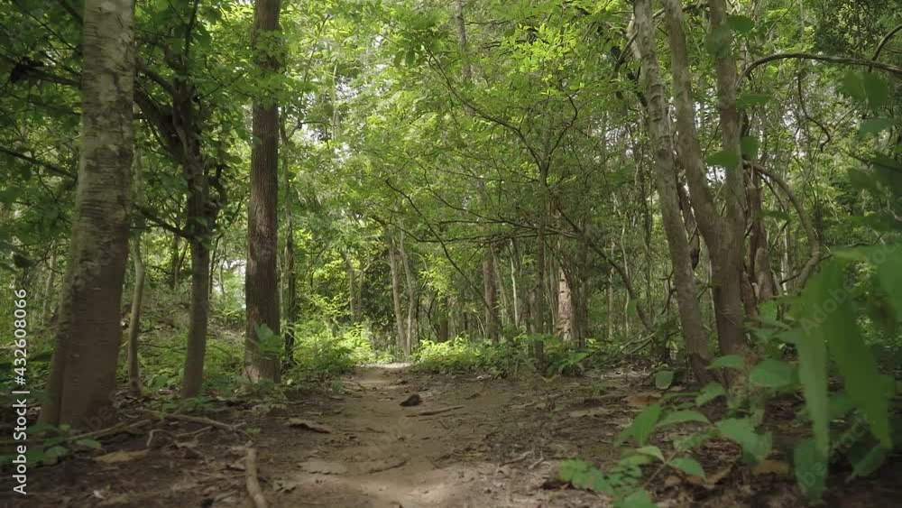 Low angle personal perspective of view (POV) and steady cam shot walking or hiking on footpath in the green forest Low angle personal perspective of view (POV) and steady cam shot walking or hiking on footpath in the green forest