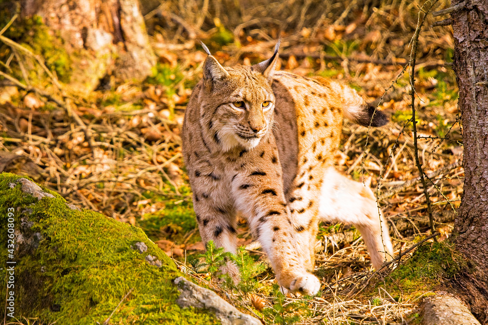 Obraz premium Luchs