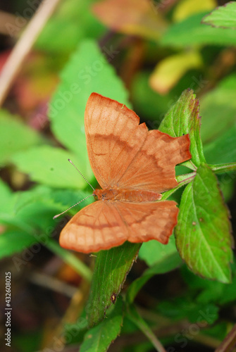 butterfly on leaf