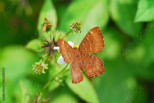 butterfly on leaf