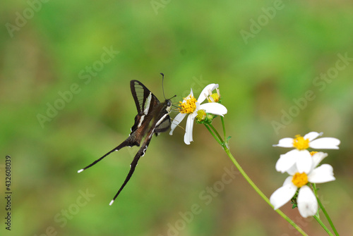 butterfly on a flower