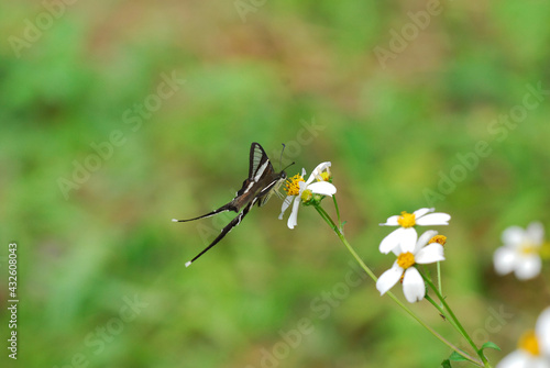butterfly on flower