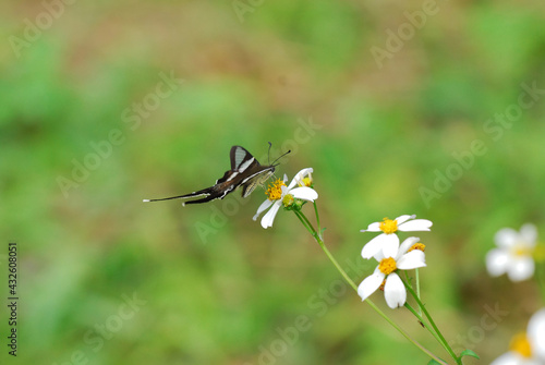 butterfly on a camomile