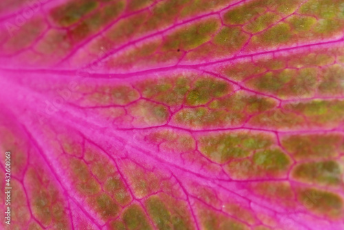red leaf