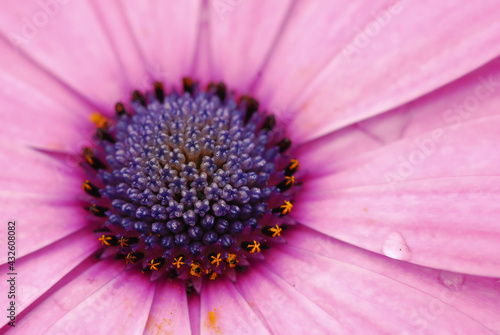 close up of a flower