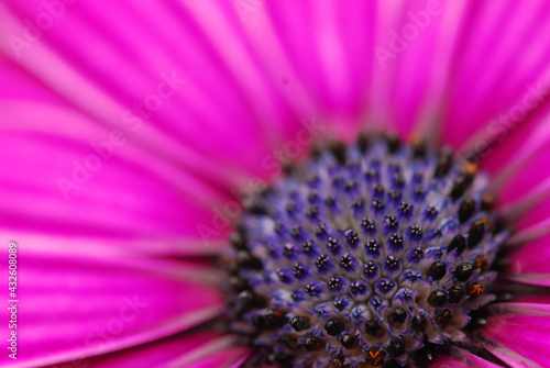 close up of a flower