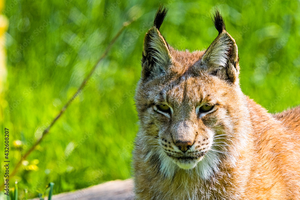 Obraz premium Luchs