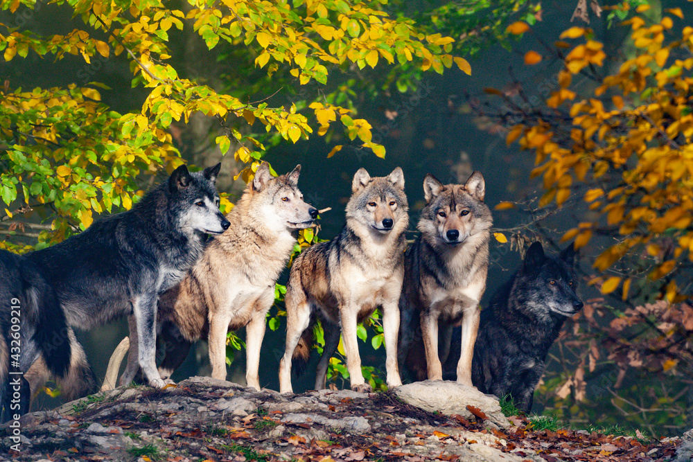 Wolf Rudel Wolfsrudel Stock Photo | Adobe Stock