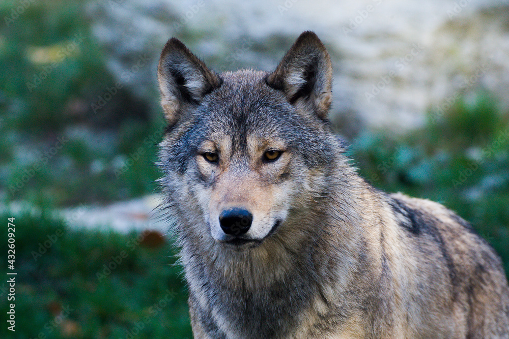 Fototapeta premium Wolfsrudel