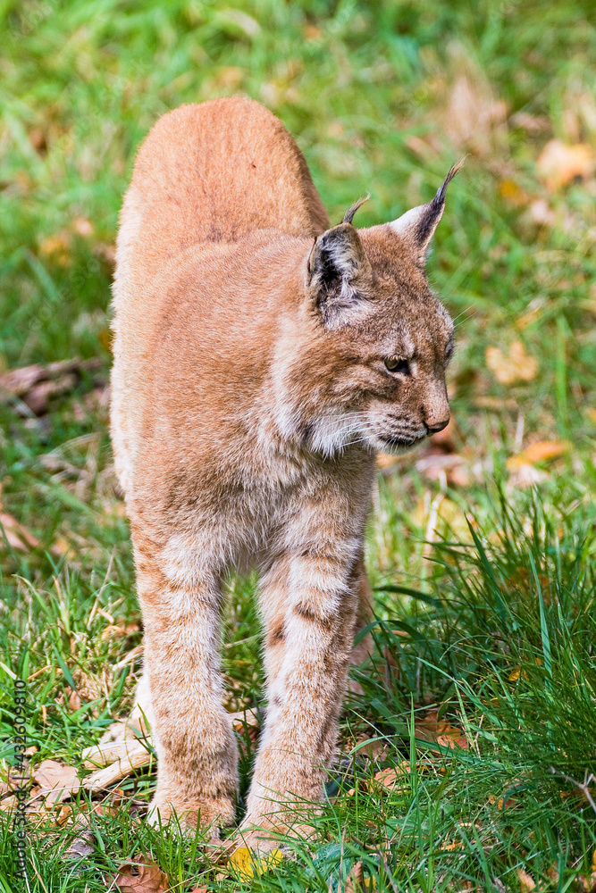Fototapeta premium Luchs