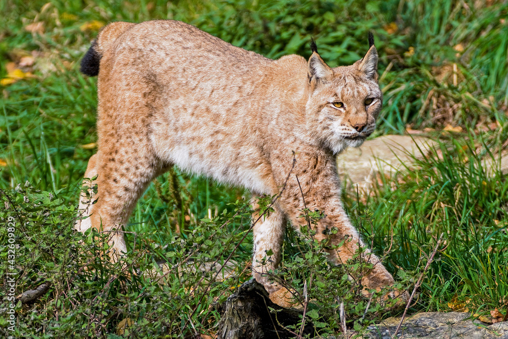 Fototapeta premium Luchs