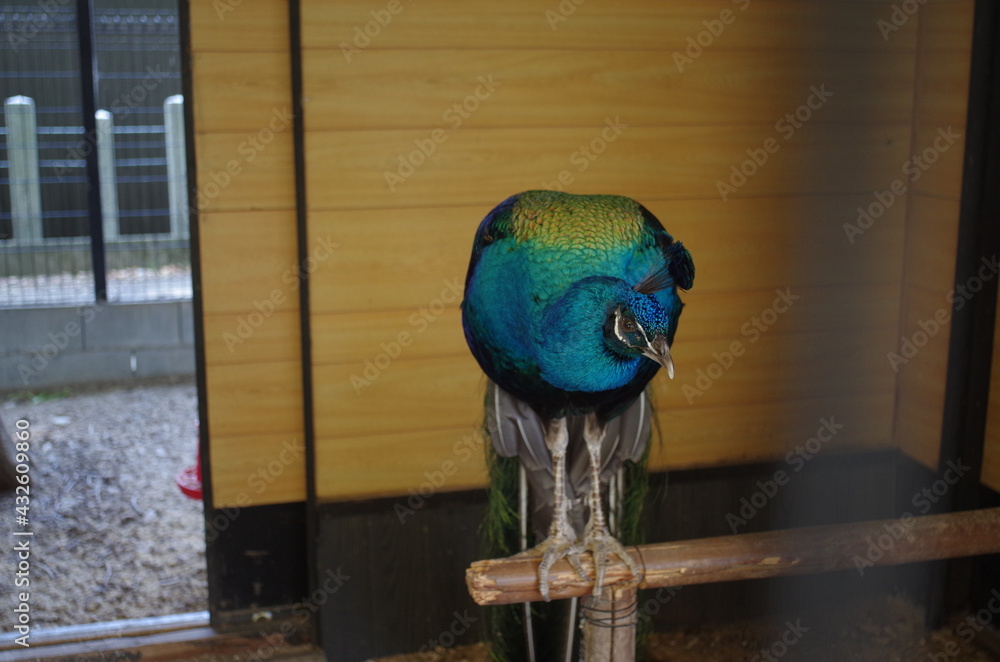 Obraz premium Peacock sitting on a perch kyoto Japan