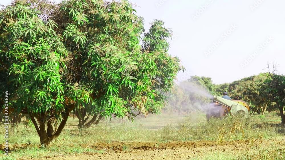 Farmer is spraying mango trees with tractor,insecticide application