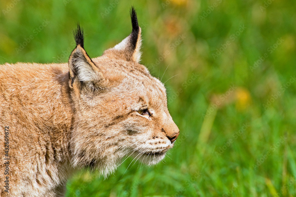 Fototapeta premium Luchs