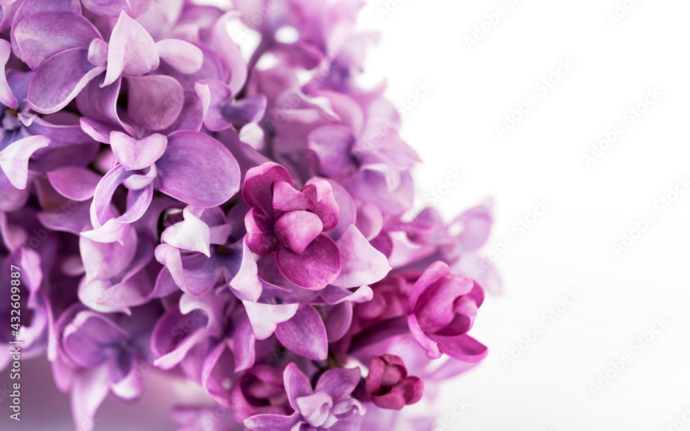 Obraz premium Banner beautiful flowers lilac on light background, top view, copy space. Spring floral background
