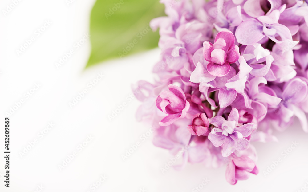 Lilac flowers banner on light background, top view, copy space. Spring floral background Lilac flowers banner on light background, top view, copy space. Spring floral background