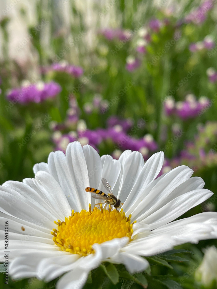 Obraz premium 花と虫