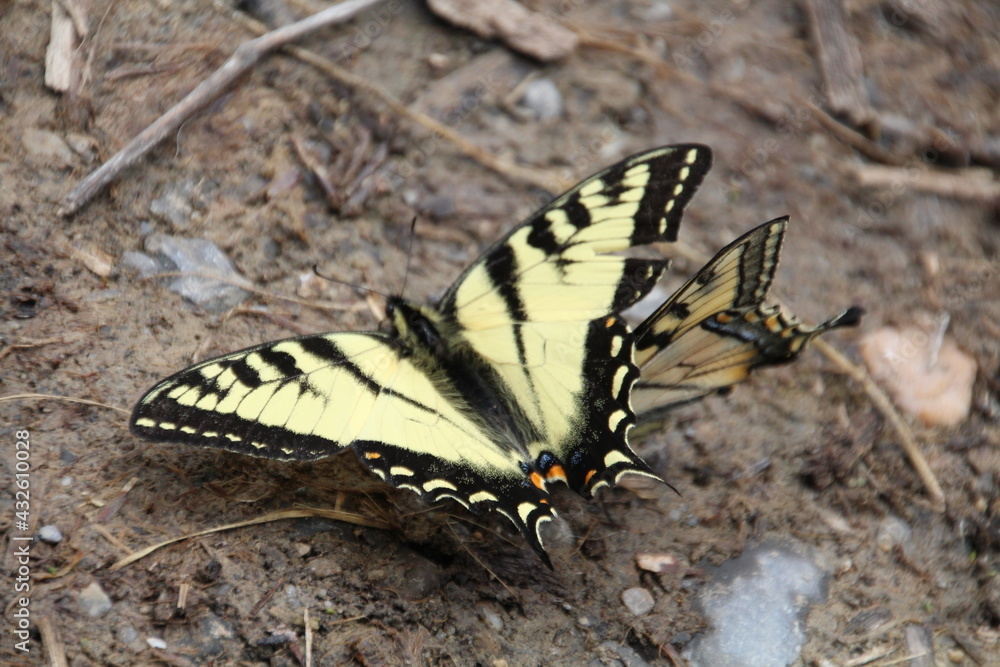 Fototapeta premium Butterflies On The Ground, Jasper National Park, Alberta