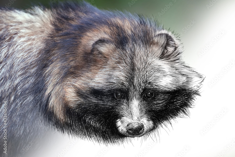Obraz premium Hand drawing and photography raccoon combination. Sketch graphics animal mixed with photo