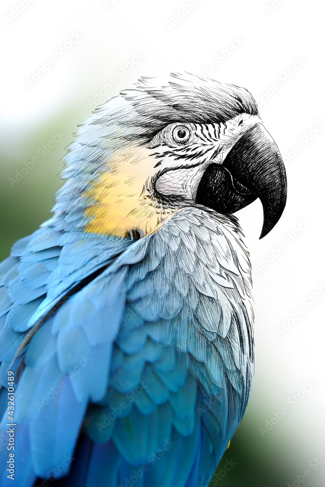 Fototapeta premium Hand drawing and photography parrot combination. Sketch graphics animal mixed with photo