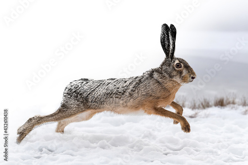 Hand drawing and photography hare combination. Sketch graphics animal mixed with photo
