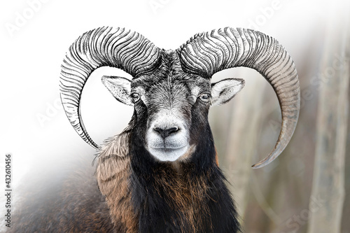 Hand drawing and photography mouflon combination. Sketch graphics animal mixed with photo
